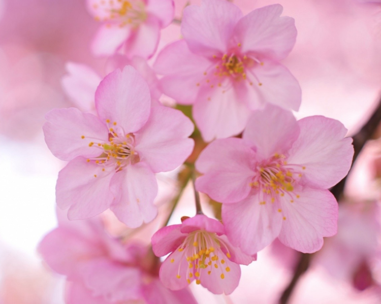 Most Beautiful Flowers in the World